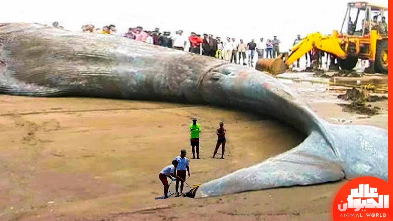 10 حقائق لا تعرفها عن الحوت الازرق