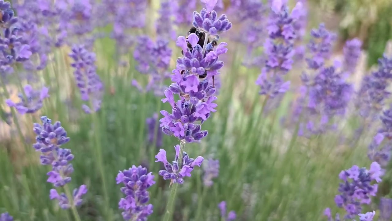 Helle Erdhummeln (Bombus lucorum) beim Nektarsammeln am Lavendel 19.06.2022