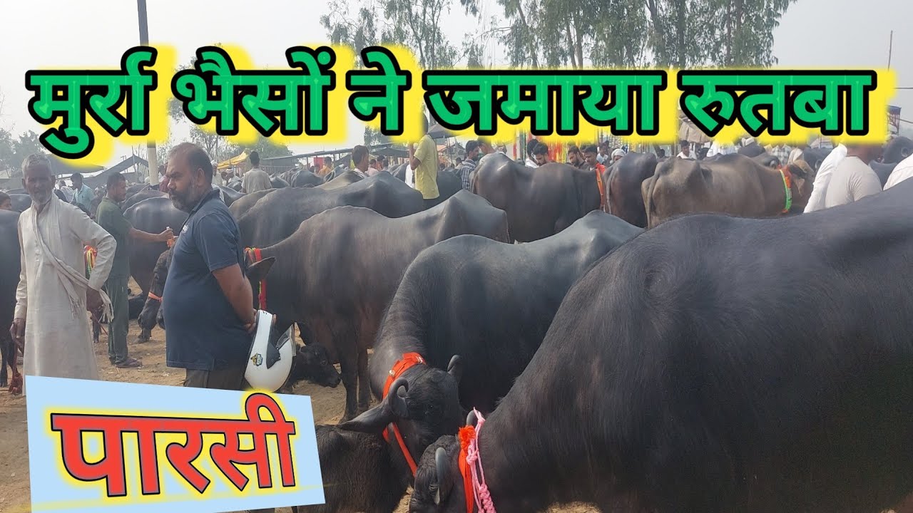 Parsi Pashu Mandi | Murrah Buffalo Market | Sale Cow Buffalo | Meerut Mandi | Dairy Farm | Top Bhens