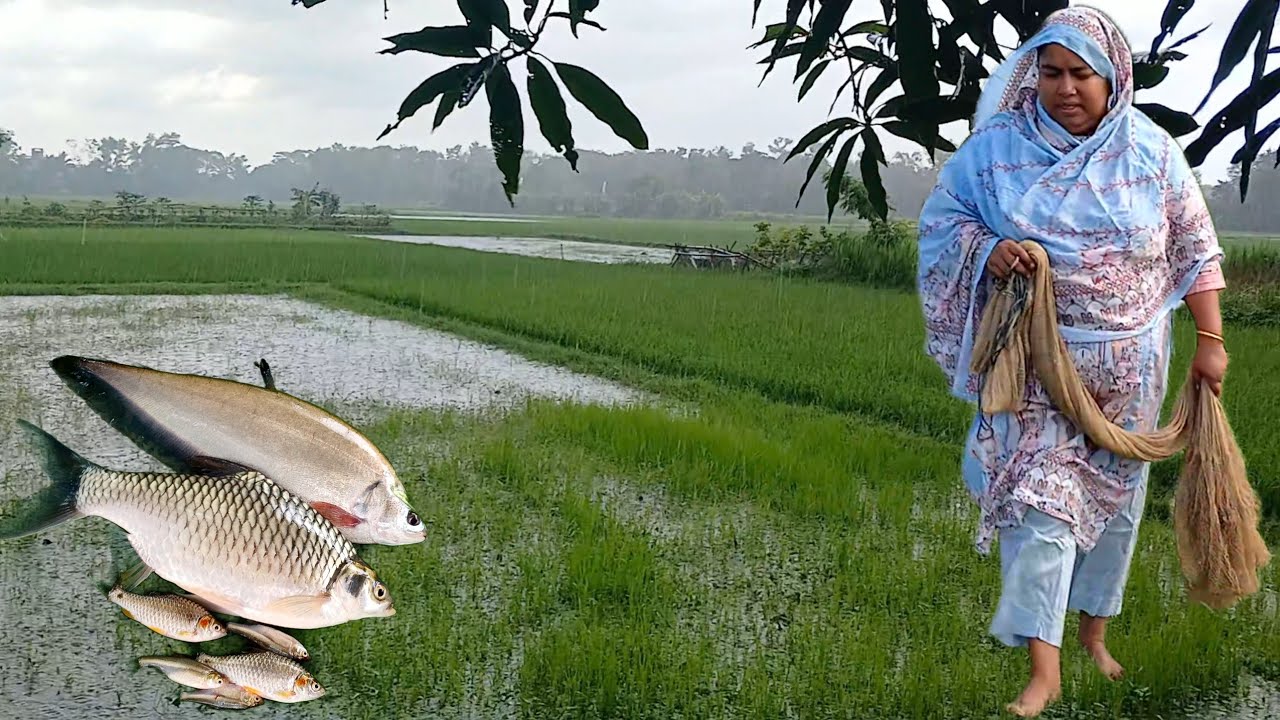 বৃষ্টির দিনে পুকুর থেকে মাছ ধরে রান্না করলাম