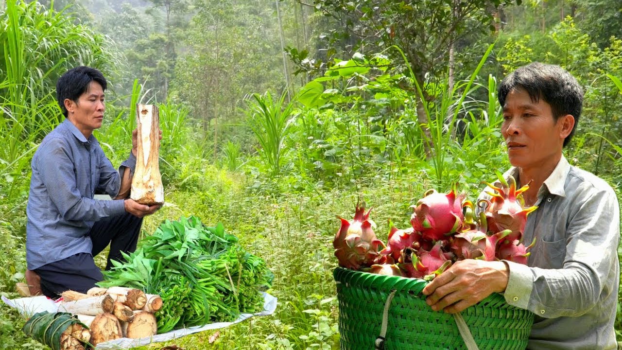 Dragon Fruit Harvest Day | From Home Garden to Market in Solo Survival Life