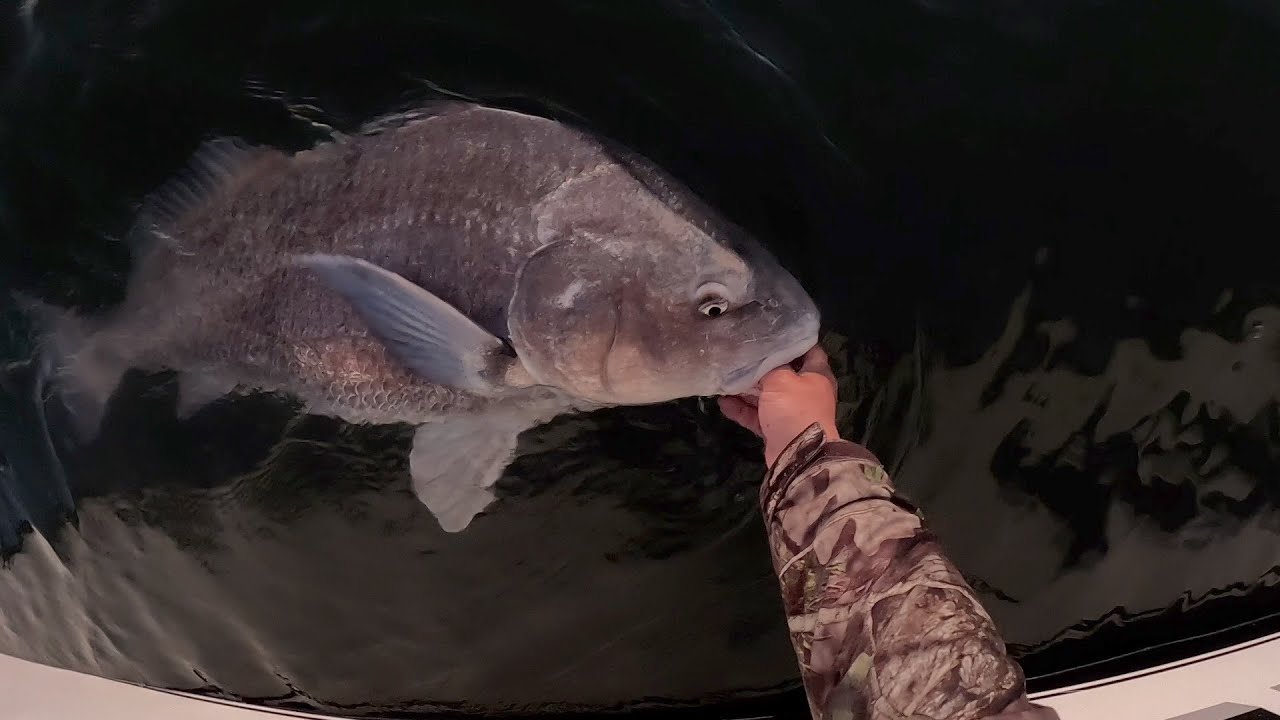 Delaware Bay Drum Fishing, 5/19/2024