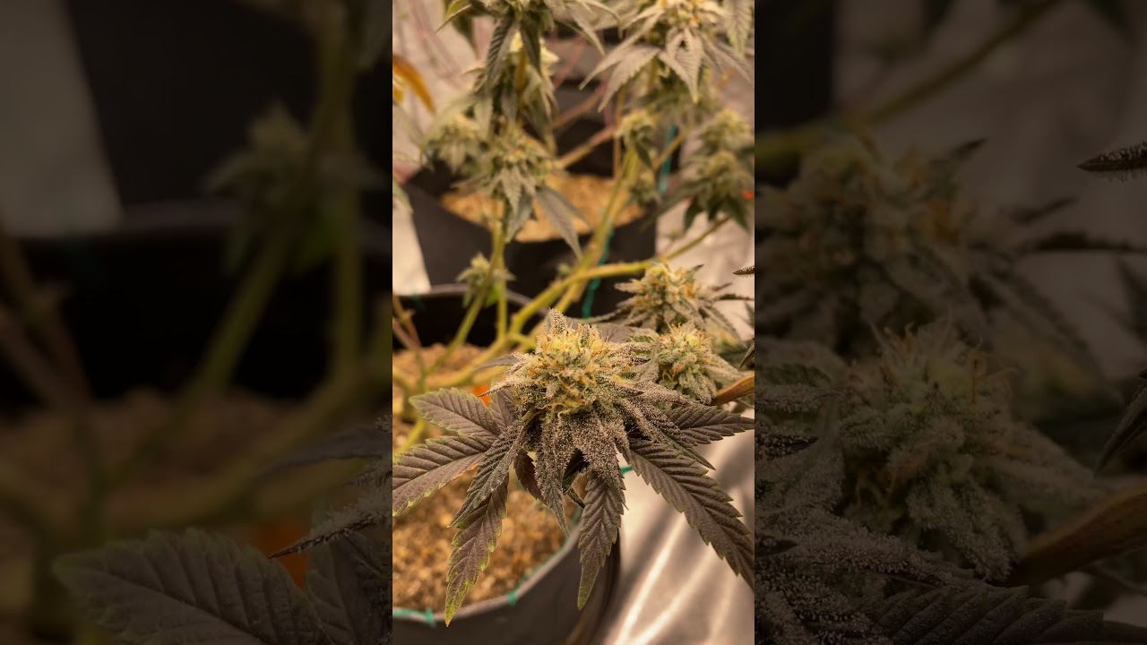 Oreoz and glaciers looking real nice 🔥🥶 #marshydro #organic #cannabisgrow