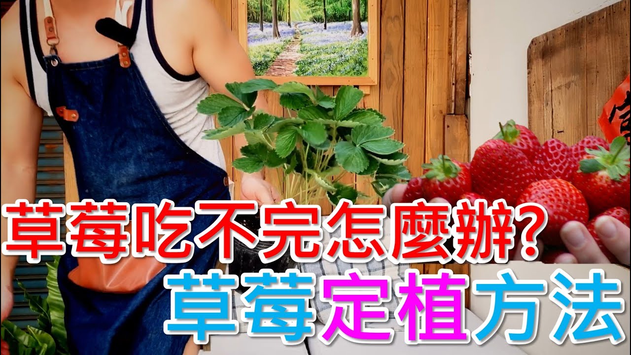【草莓定植】現在種到明年4月草莓都吃不完＃草莓＃伊恩愛種花＃農本田家＃農本田家FB:  https://www.facebook.com/farmsaverbioexpress