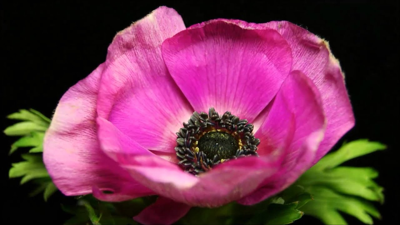 BLOOMING FLOWERS IN MOTION ~ Timelapse ~ Zeitraffer ~ N°1