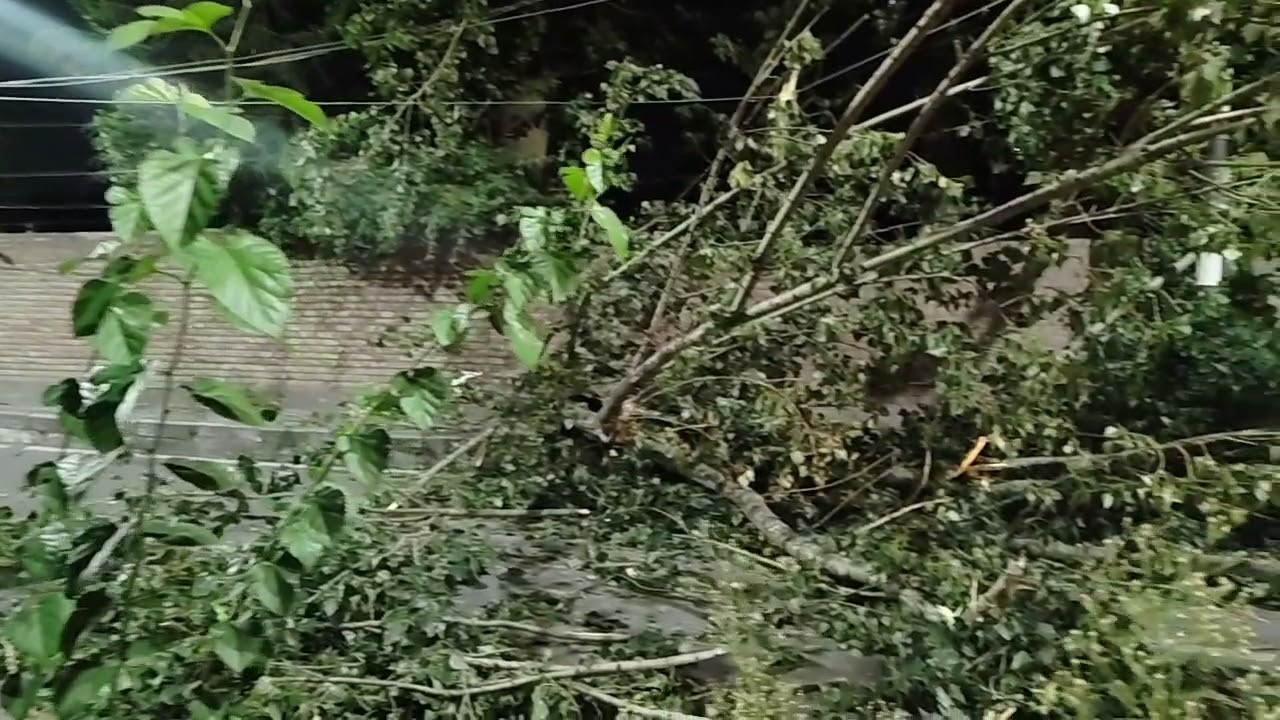 Tree Collapse Near Rajbagh Police Station Causes Power Disruption