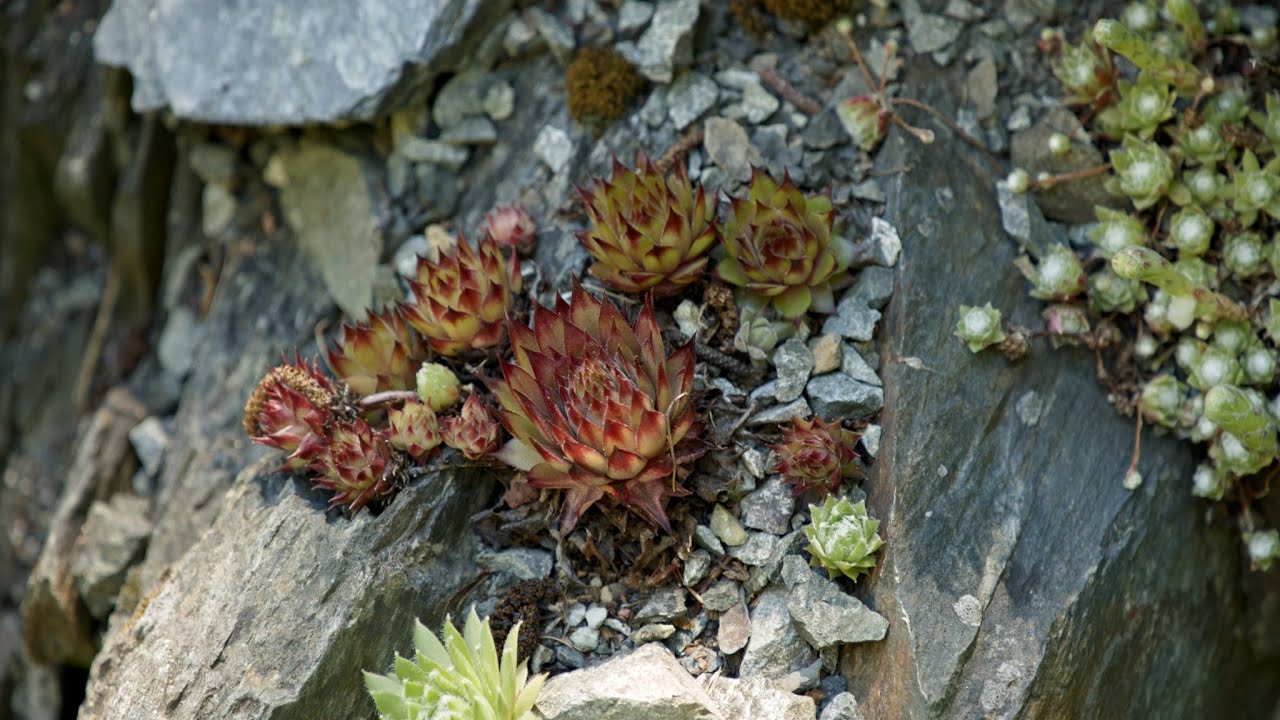 Visionary Gardeners - Webisode: 