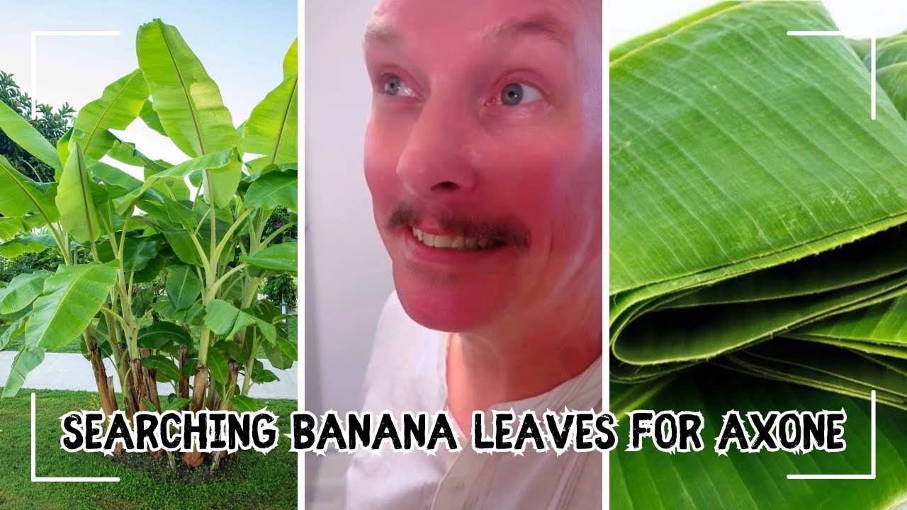 Husband Searches for Banana Leaves🇺🇸🇮🇳Wife needs for AXONE making process🤪