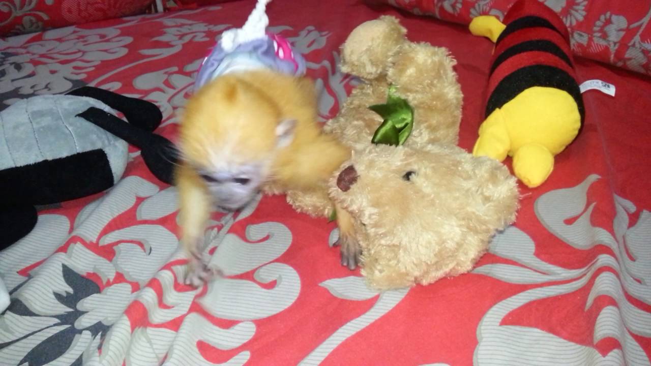 Lutung, baby dan bonekanya