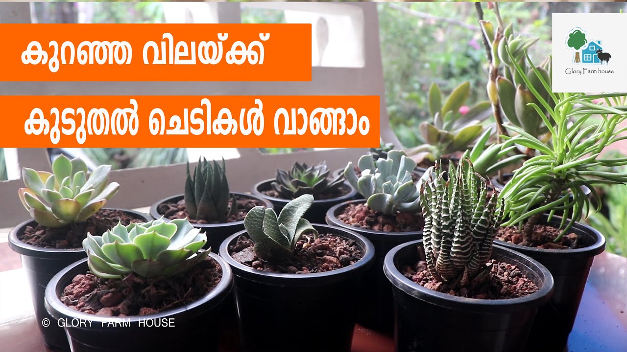 Succulent ചെടികള്‍ ഇങ്ങനെയൊന്നു നട്ടുനോക്കു | Succulent Plant Care Malayalam