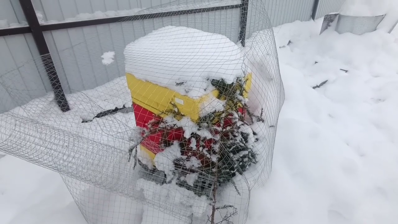 Осмотр пчел 24.01.26