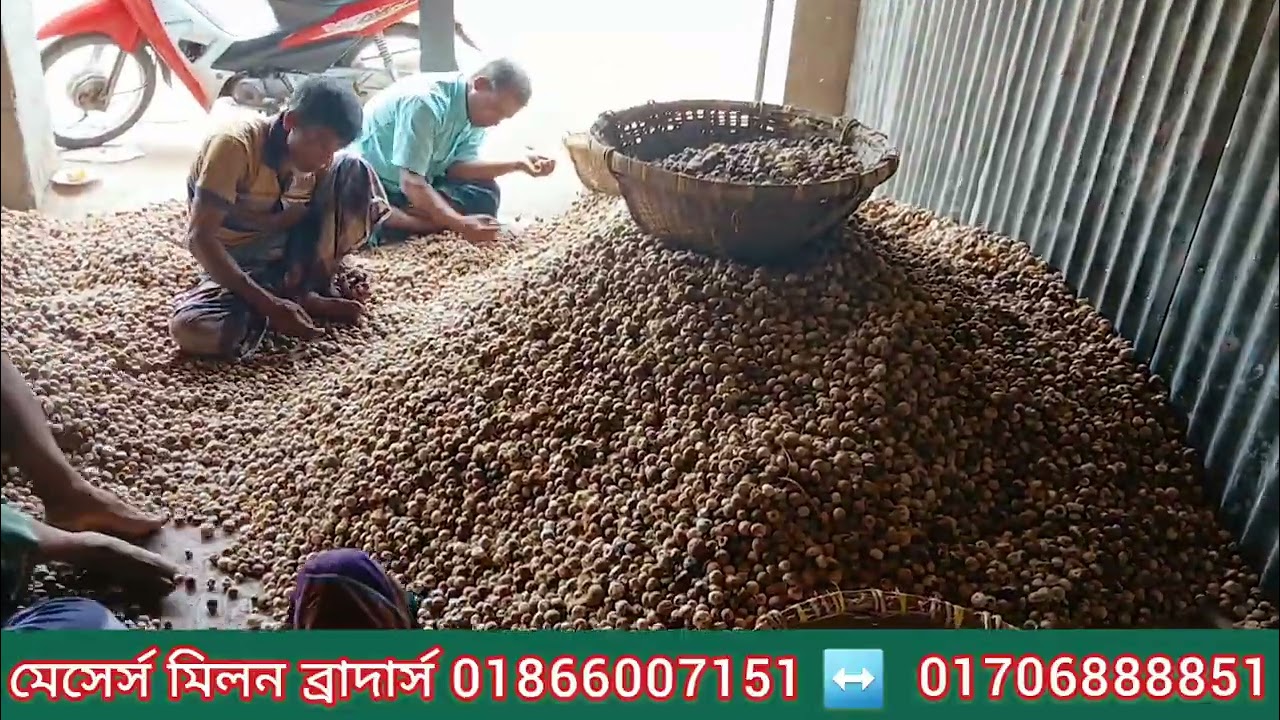 সরাসরি লক্ষ্মীপুর বড় আড়ৎ থেকে পাইকারি শুকনো সুপারি কিনে  ব্যবসা করুন কম দামে নিতে পারেন