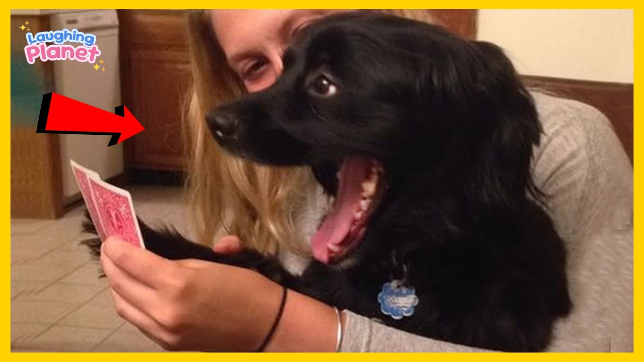 🐕😁Dogs Being Absolute CHAOS for 1 Hour Straight 🤣
