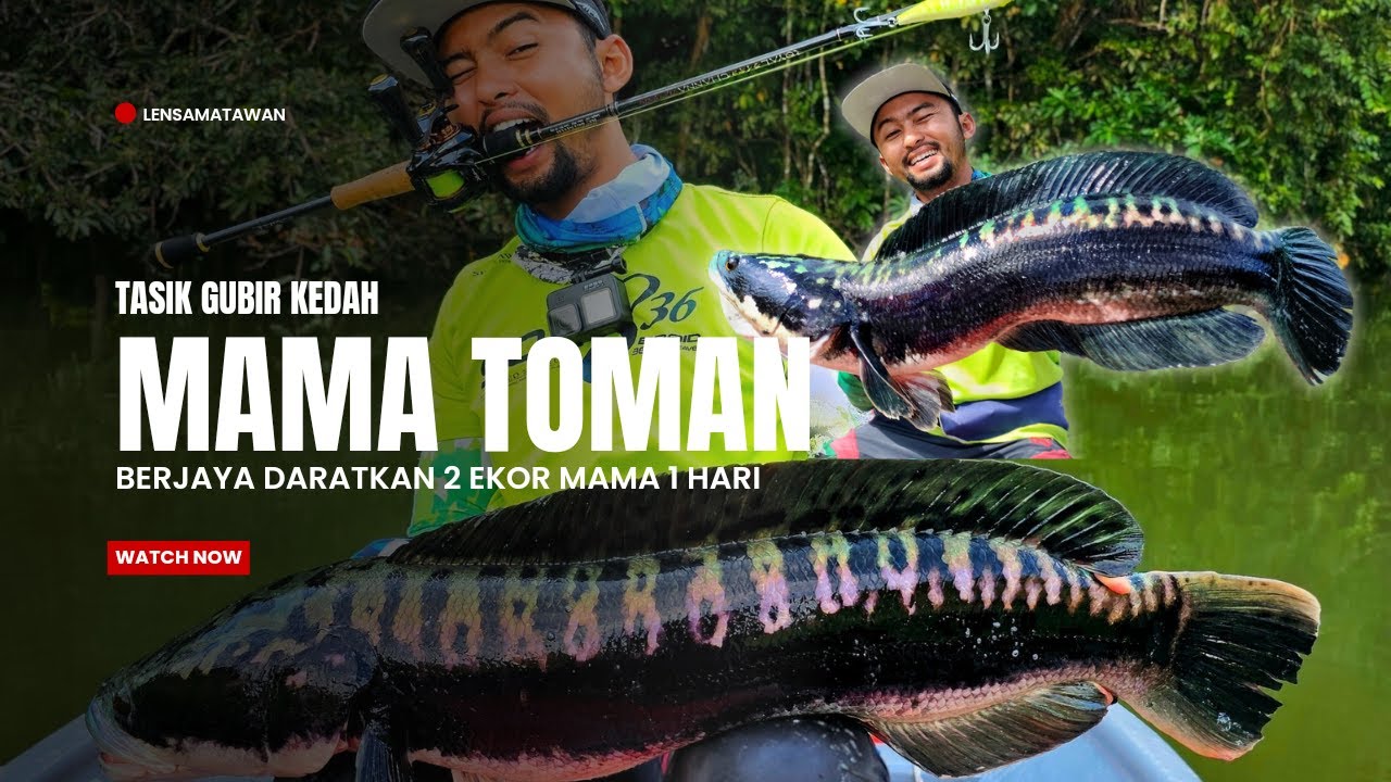 MAMA CANTIK DIRIBA !!! 1 HARI 2 EKOR TOMAN | TASIK GUBIR KEDAH | Day 2