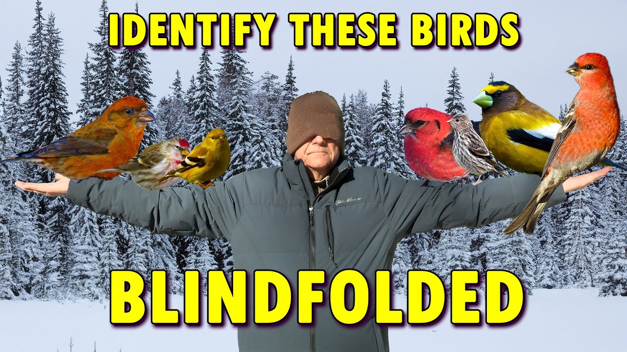 How To Identify Finches Right Now.