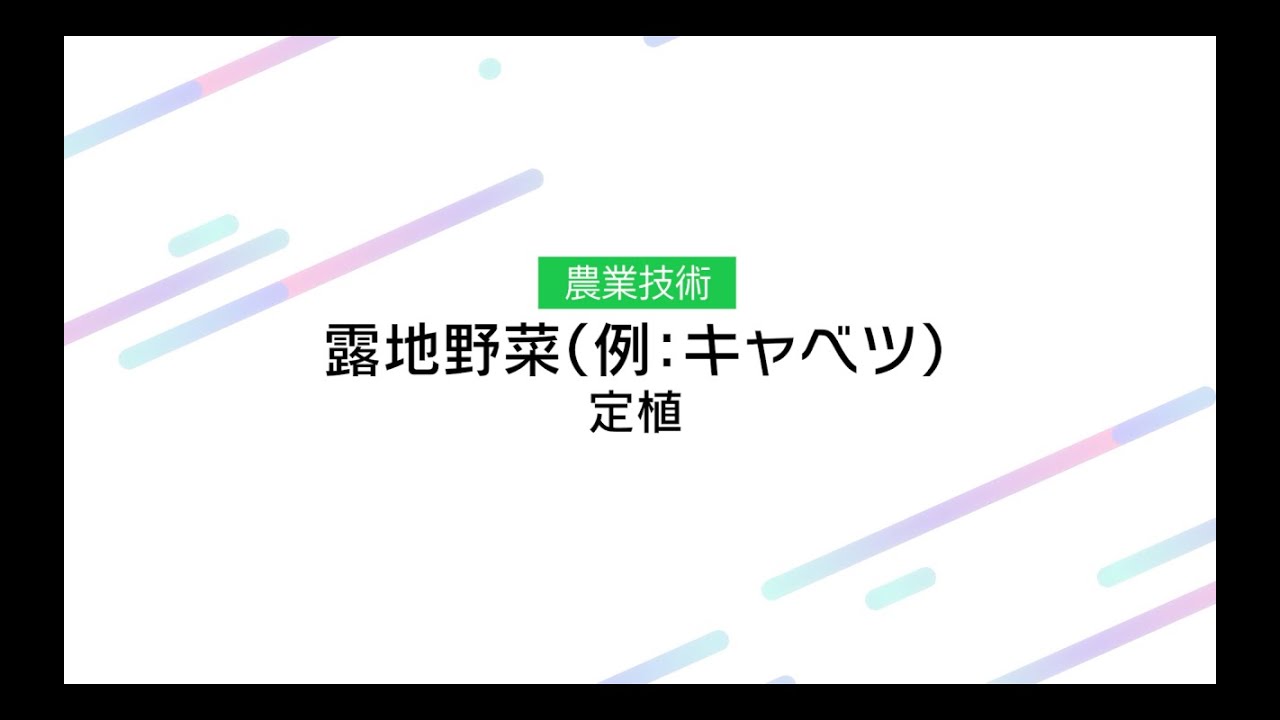 【農業】露地野菜（例キャベツ）定植