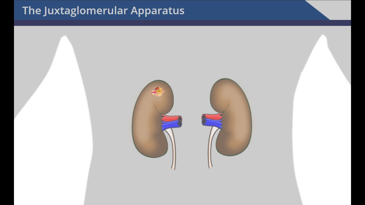 The Juxtaglomerular Apparatus