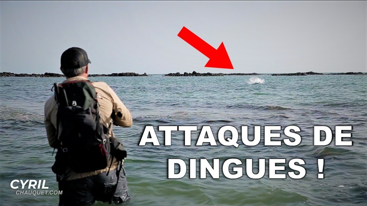 GROSSES CARANGUES AUX LEURRES DANS LES ROCHERS ! - Cyril Chauquet