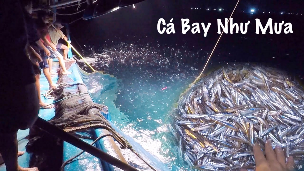 C&aacute;ch Đ&aacute;nh Bắt C&aacute; Cơm Bằng Đ&egrave;n Pha Rất Hay Của Ngư D&acirc;n | Pha X&uacute;c C&aacute; Cơm