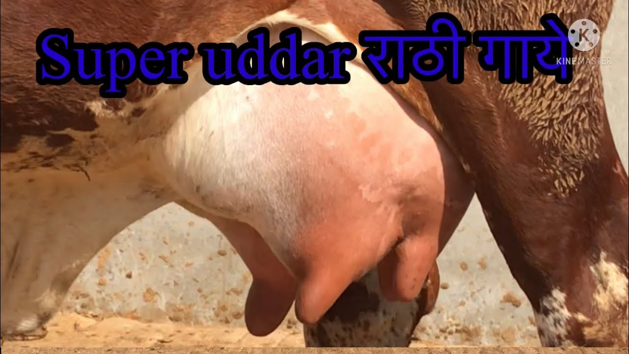 Heavy milk capacity rathicow #heavyudercow #cowfarming