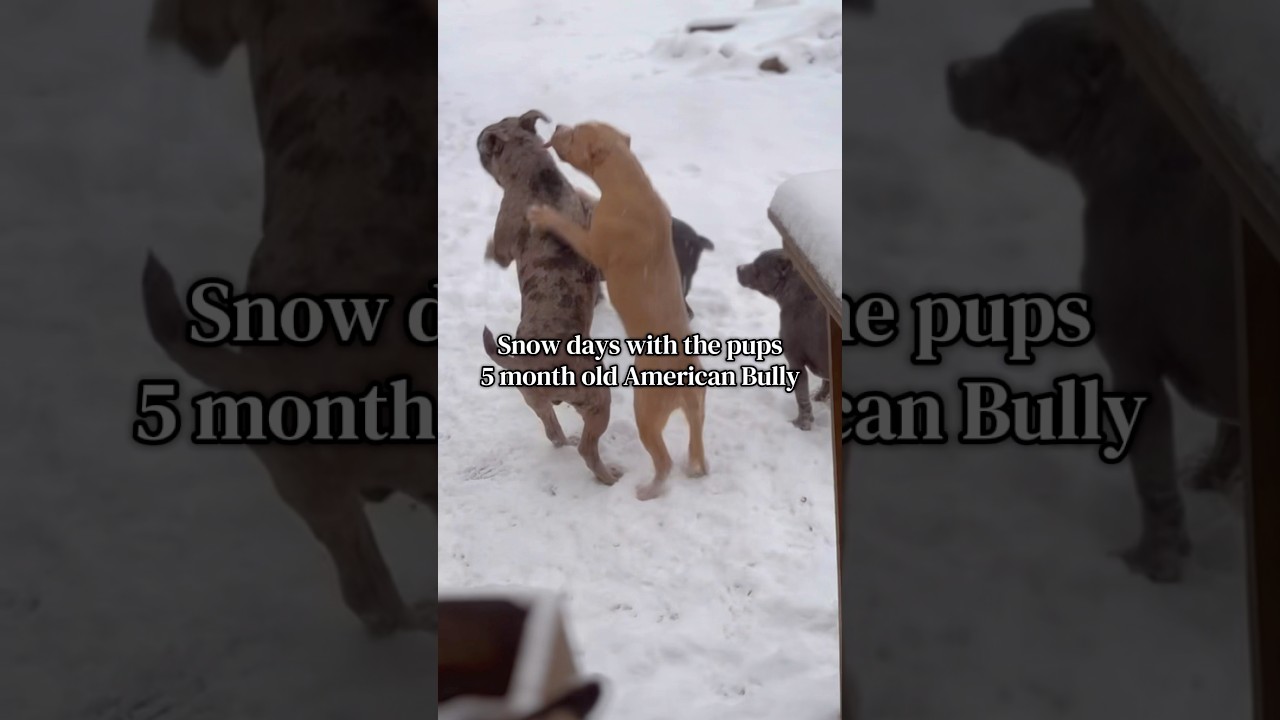 Снежные дни с щенками ❄️☃️