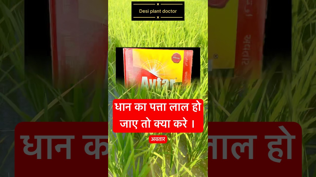 धान का पत्ता लाल हो जाने से क्या करे ।#desiplantdoctor #dhan #dhanlal #paddycrop #farming #minivlogs