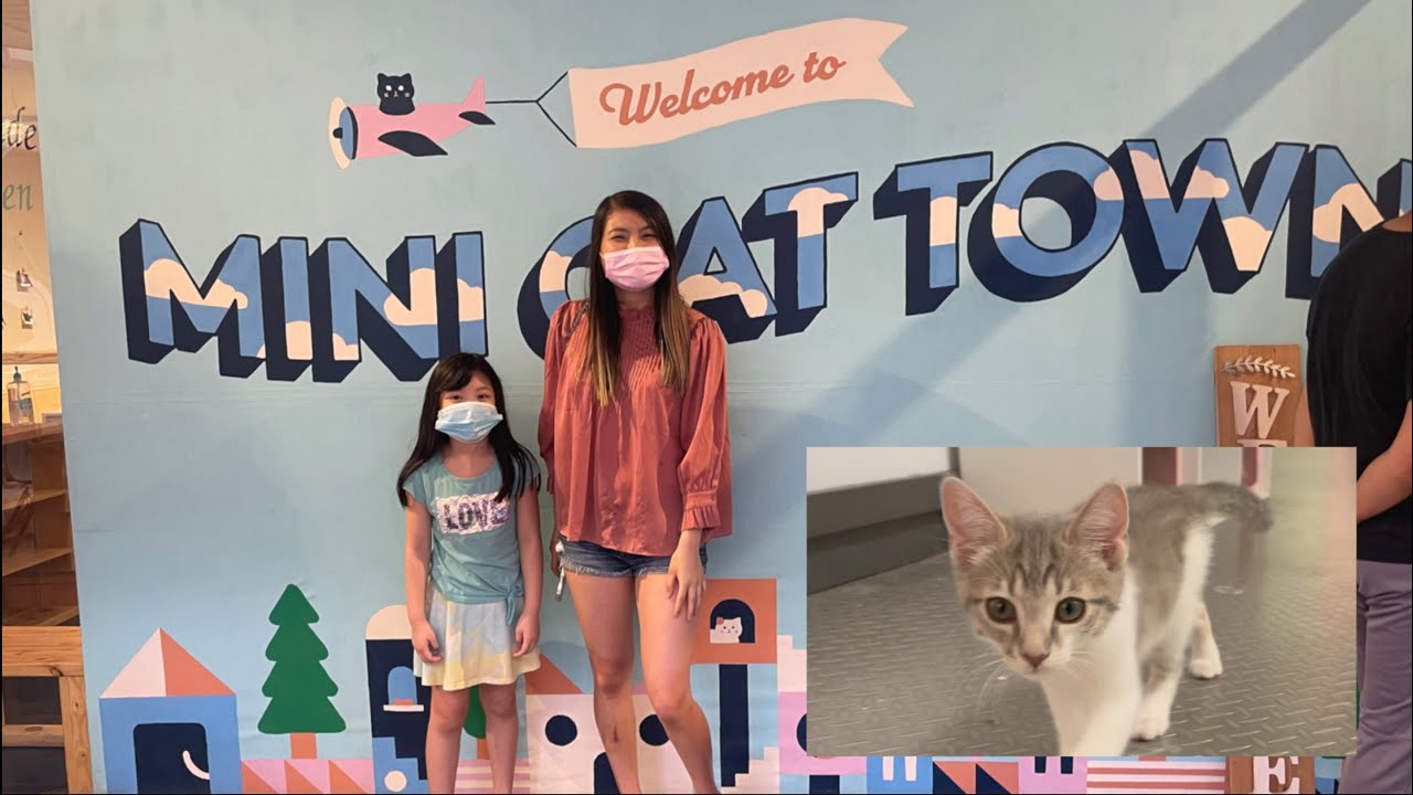 MINI CAT TOWN Ở SAN JOSE TRONG SHOPPING MALL | THE FIRST KITTEN LOUNGE IN A SHOPPING CENTER