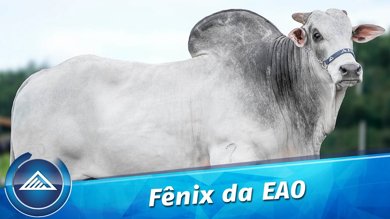 Fênix  da EAO