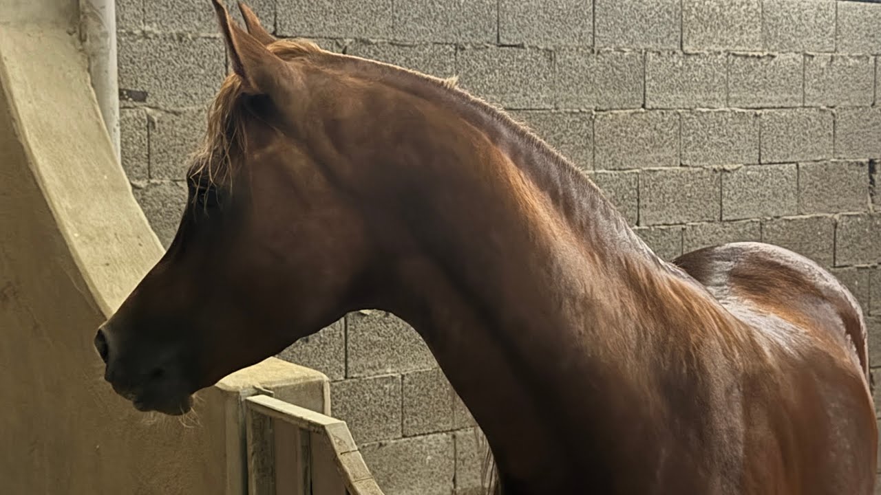 ٤ || نقل جرّاح لبيته الجديد 🐎