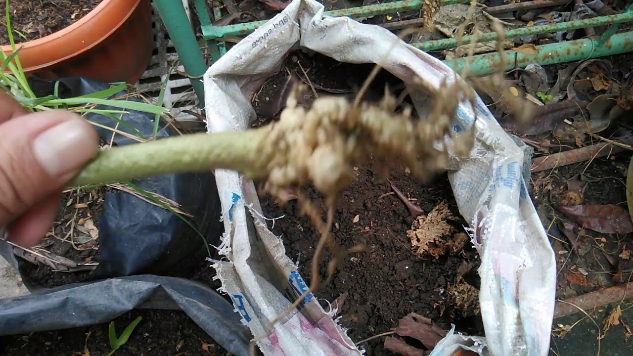Solusyon sa Problema sa mga Ugat ng Halaman (Root Knot Nematode in Potted Plants) - English Sub