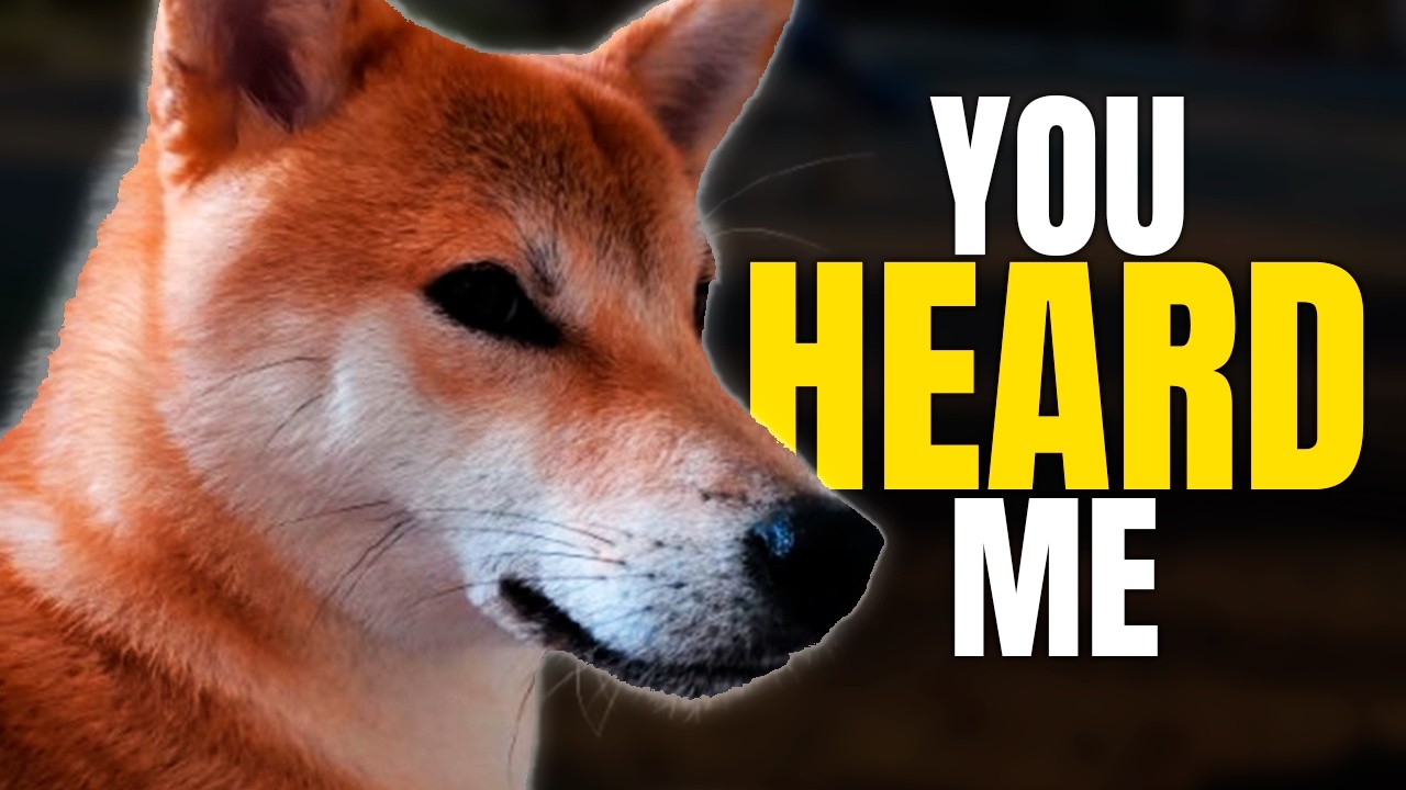Why Shibas Ignore Commands (It's Not What You Think!)