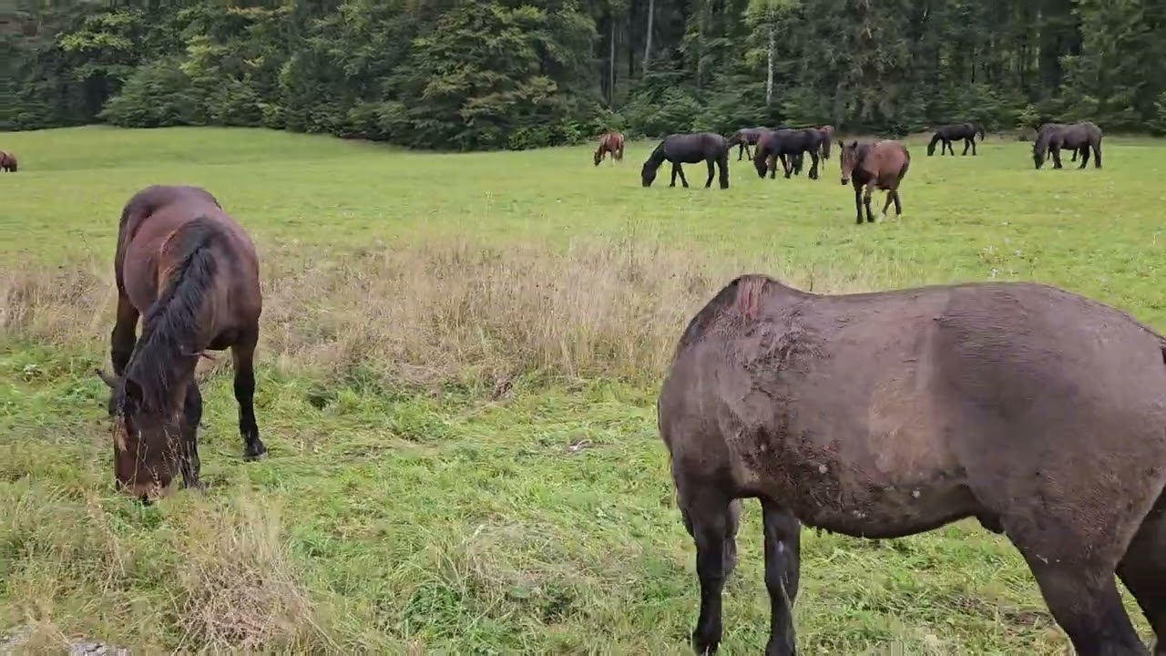Kone na Velkej Luke (Muranska Planina)