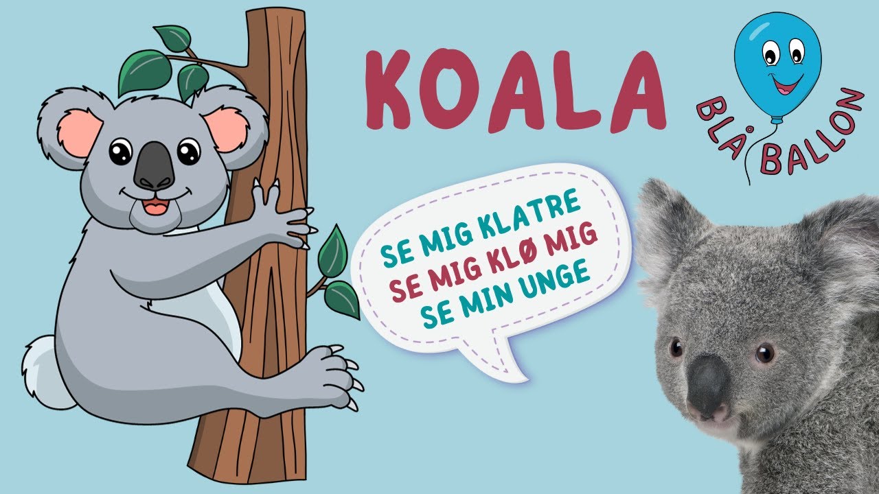 🐨 Koala 🐨 Lær koalaen at kende! Se koalaer spise, sove og klø sig. Se en unge drikke mælk hos moren.