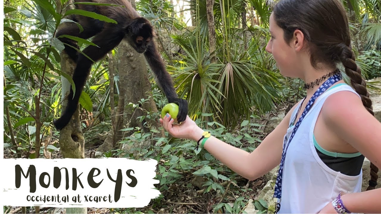 Monkey Central | Occidental at Xcaret Resort | Family Vacation 2021