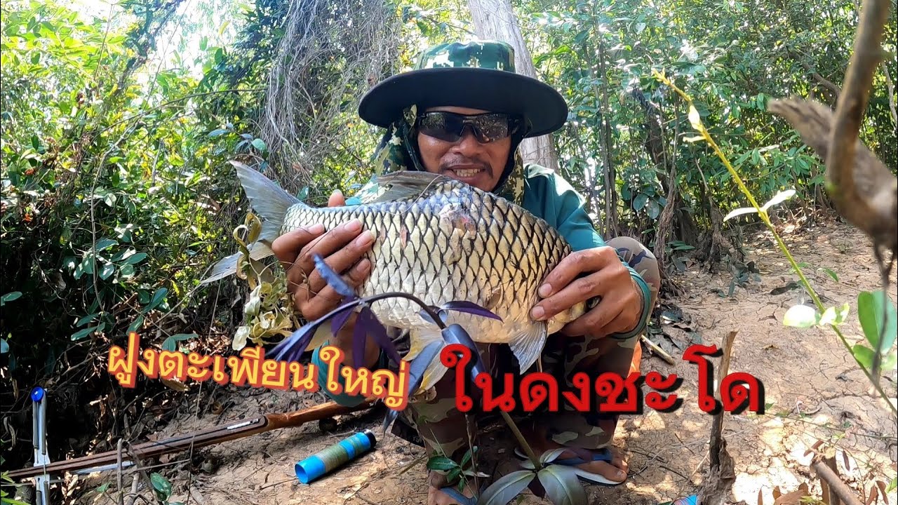 เจอฝูงตะเพียนใหญ่ ในดงชะโด