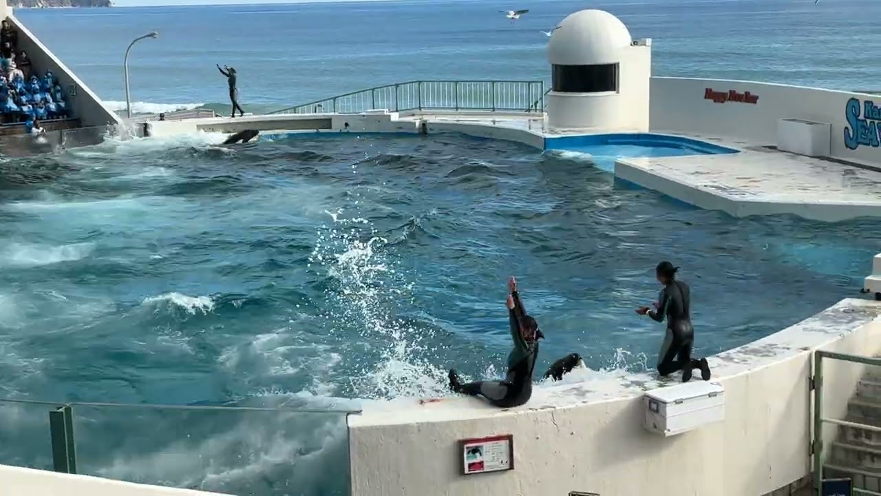 シャチ(オルカ)パフォーマンス　2026.13：09「13:00」 Kamogawa sea world 鴨川シーワールドより