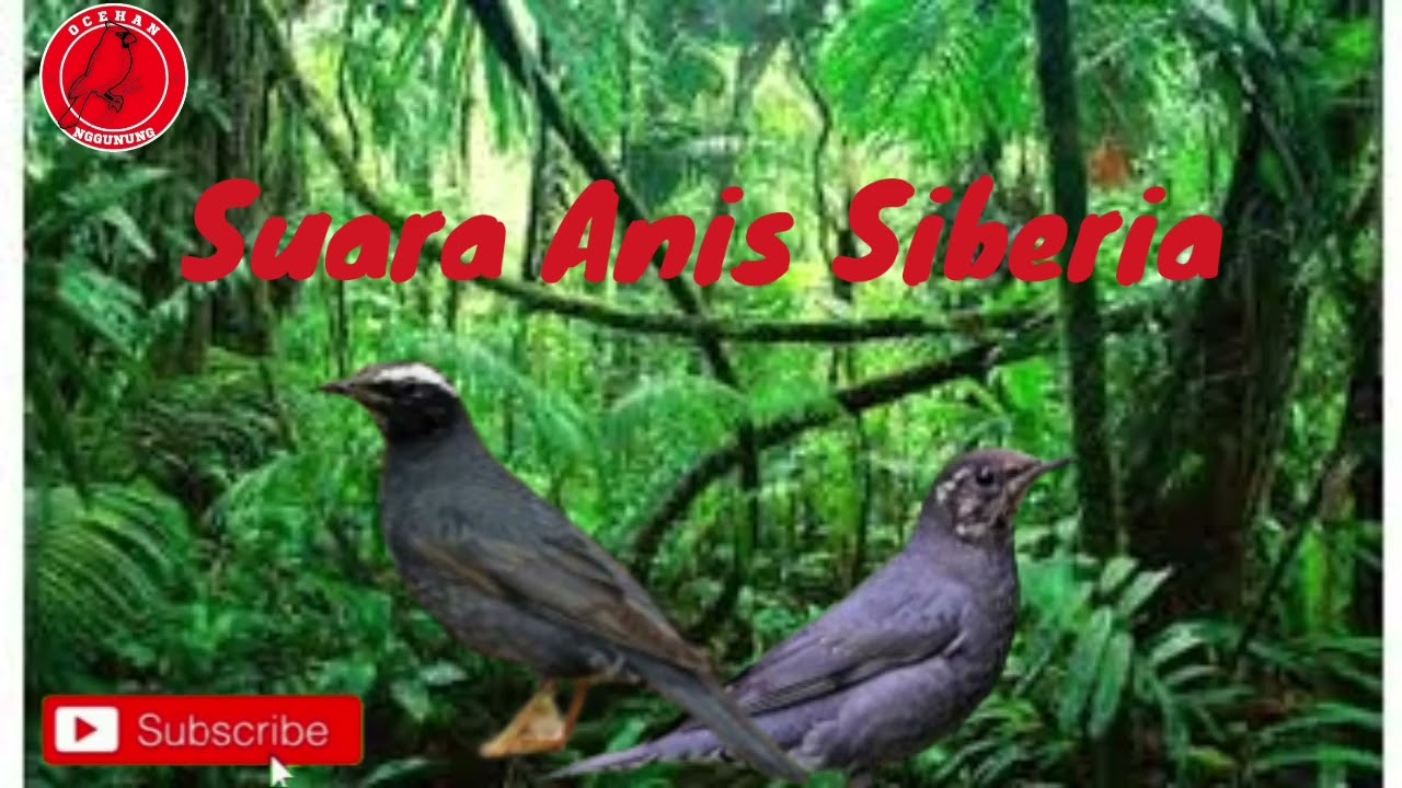 Suara Burung Anis Siberia dan Terapi Air