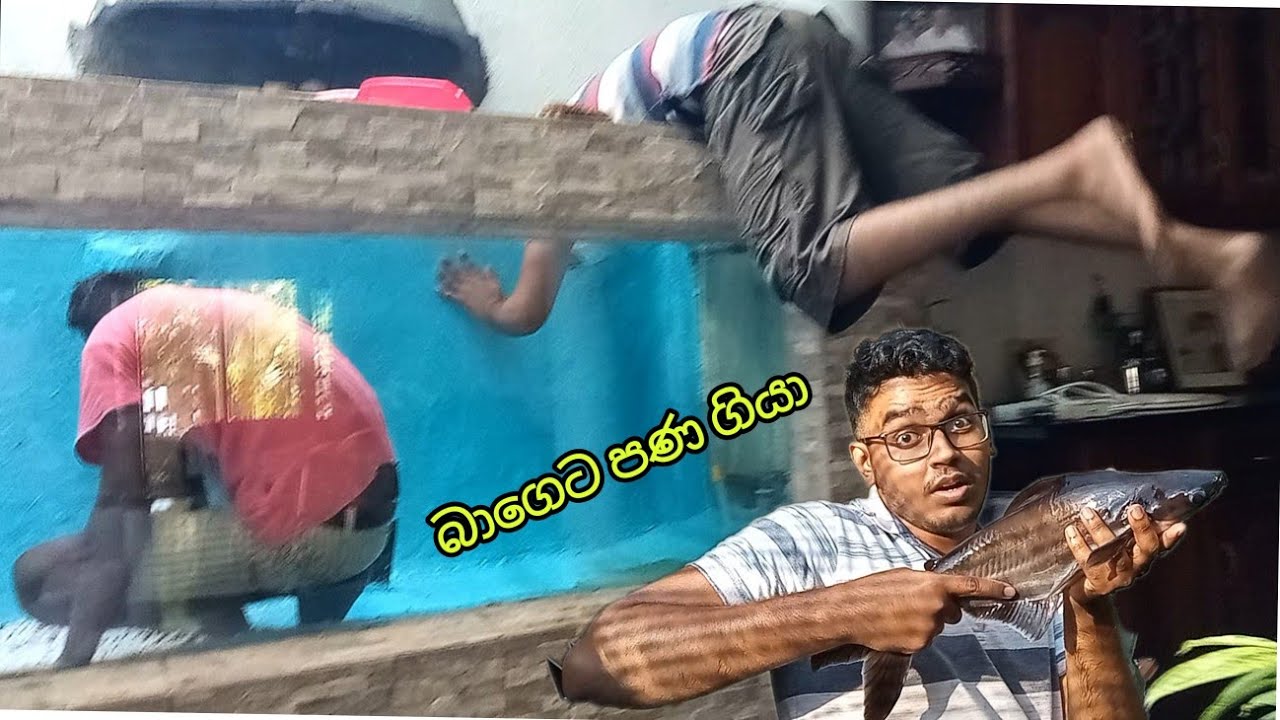 ලොකු Catfish ඇල්ලුවා - අඩි  7 ටැංකිය අස් කරා - බාගෙට පණ ගියා🤤