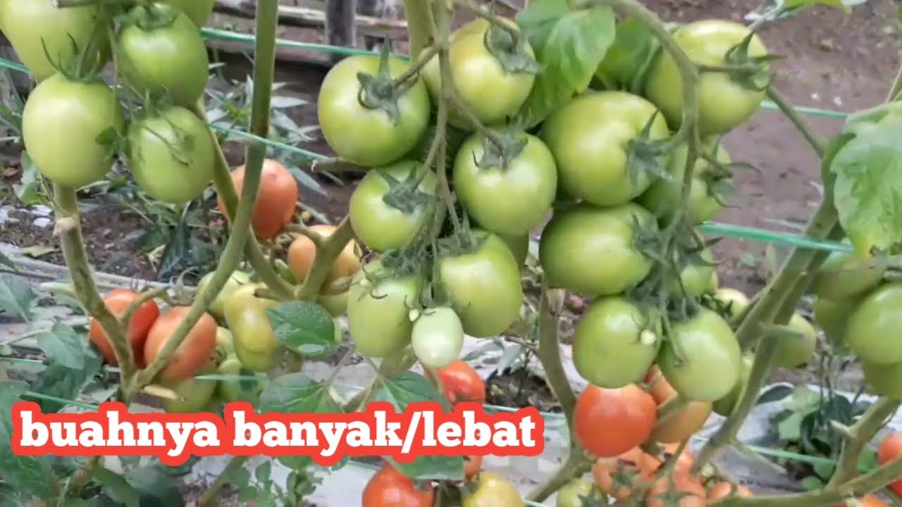 Panen tomat ke 2# tomat berbuah lebat tm marvel