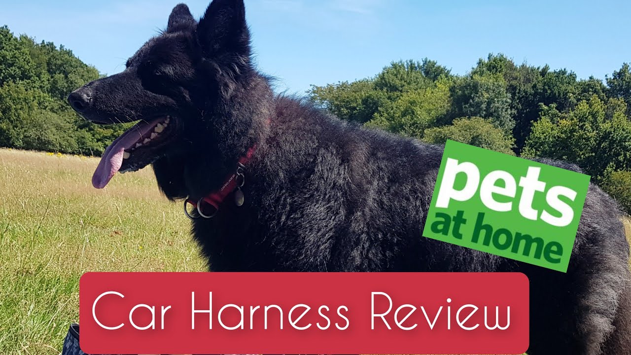 Dog Car Harness Review - Pets At Home | GERMAN SHEPHERD