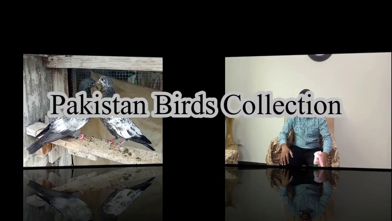 How to protect pigeons from mosquitoes |مچھروں سے کبوتروں کو کیسے بچائیں| #pakistanbirdscollection