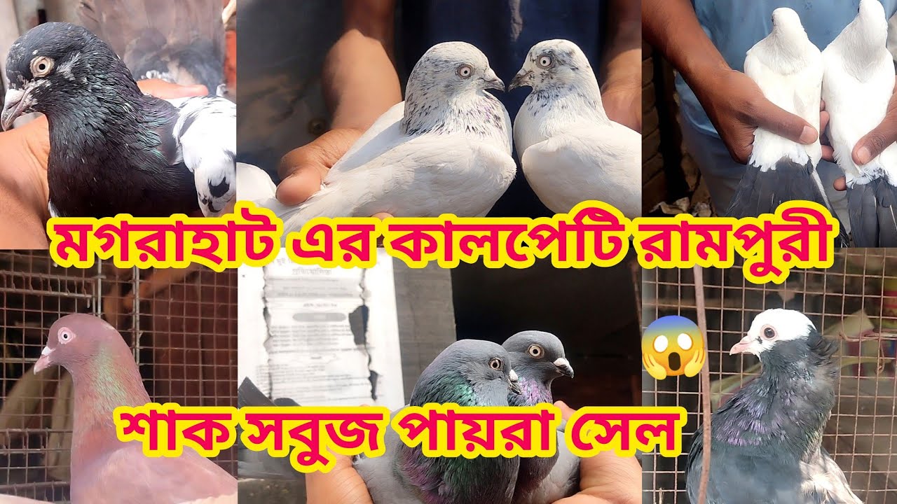 মগরাহাট এর কালপেটি রামপুরী শাক সবুজ পায়রা সেল 😱 , Soumen pet valogs 2026