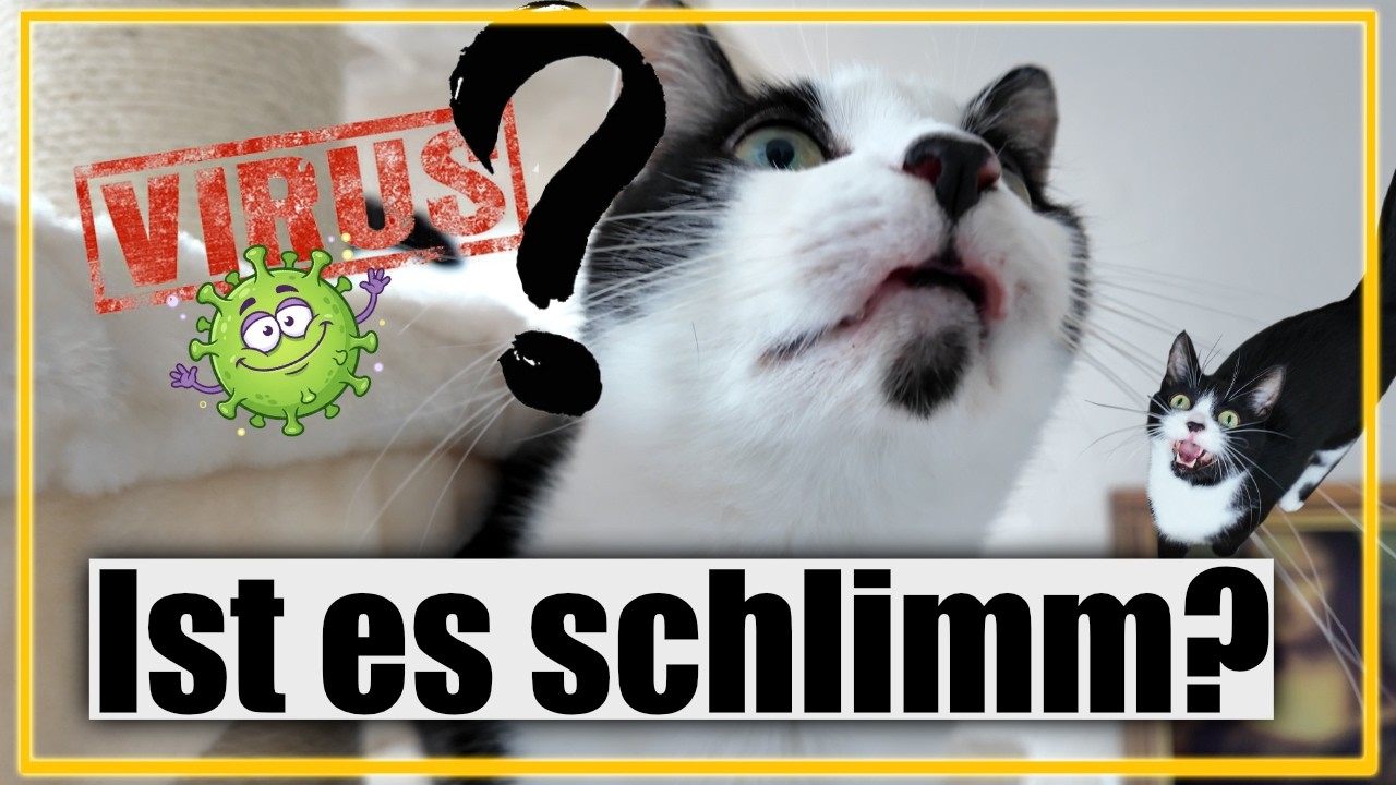 Katzenlippe verletzt - ist es ein Virus? Teddy muss zum Arzt 🙀