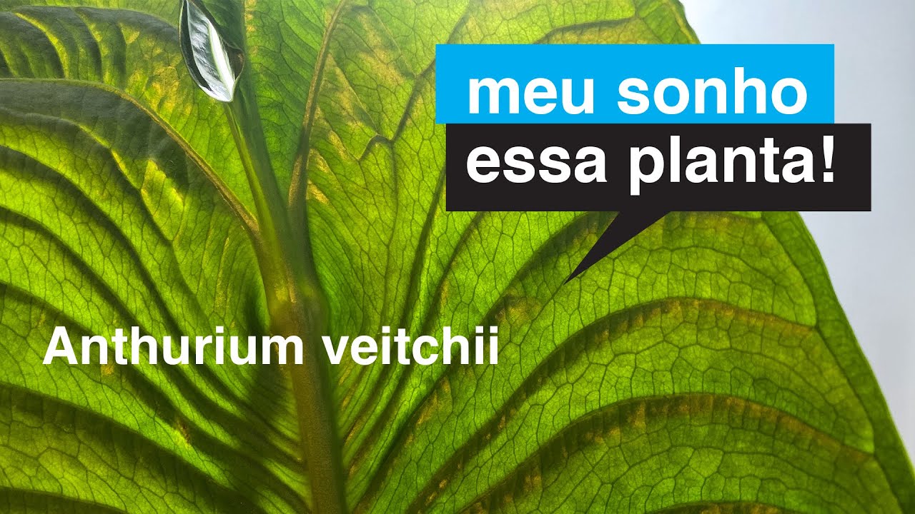 Anthurium veitchii | Meu Sonho Essa Planta | Flay