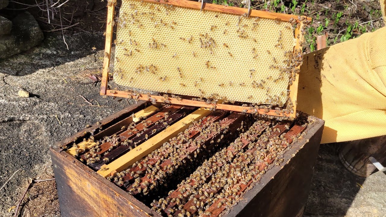 RETIRANDO o MEL do Ninho / Apicultura PROFISSIONAL 🍯🐝