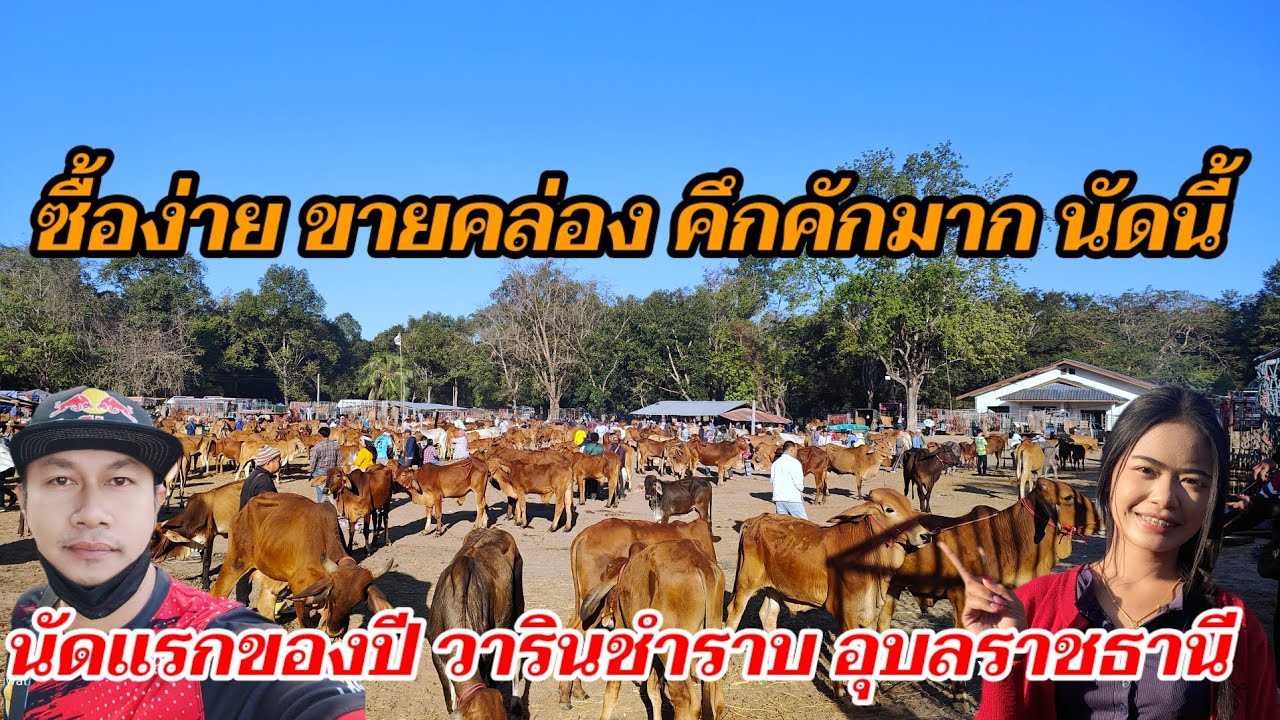นัดแรกของปี วารินชำราบ อุบลราชธานี 4 ม.ค.69 ซื้อขาย คึกคักมาก วัวเนื้อ วัวซาก วัวเลี้ยง