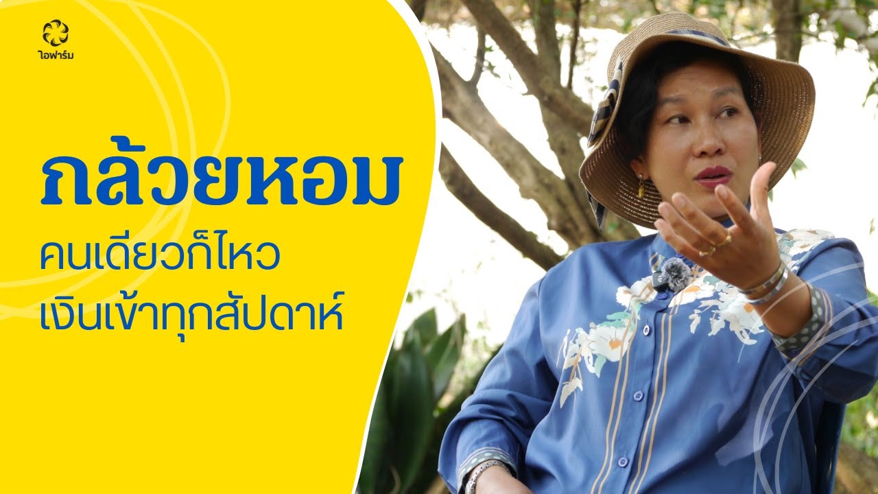 กล้วยหอม ปลูกง่าย ดูแลคนเดียว รายได้เข้าทุกสัปดาห์