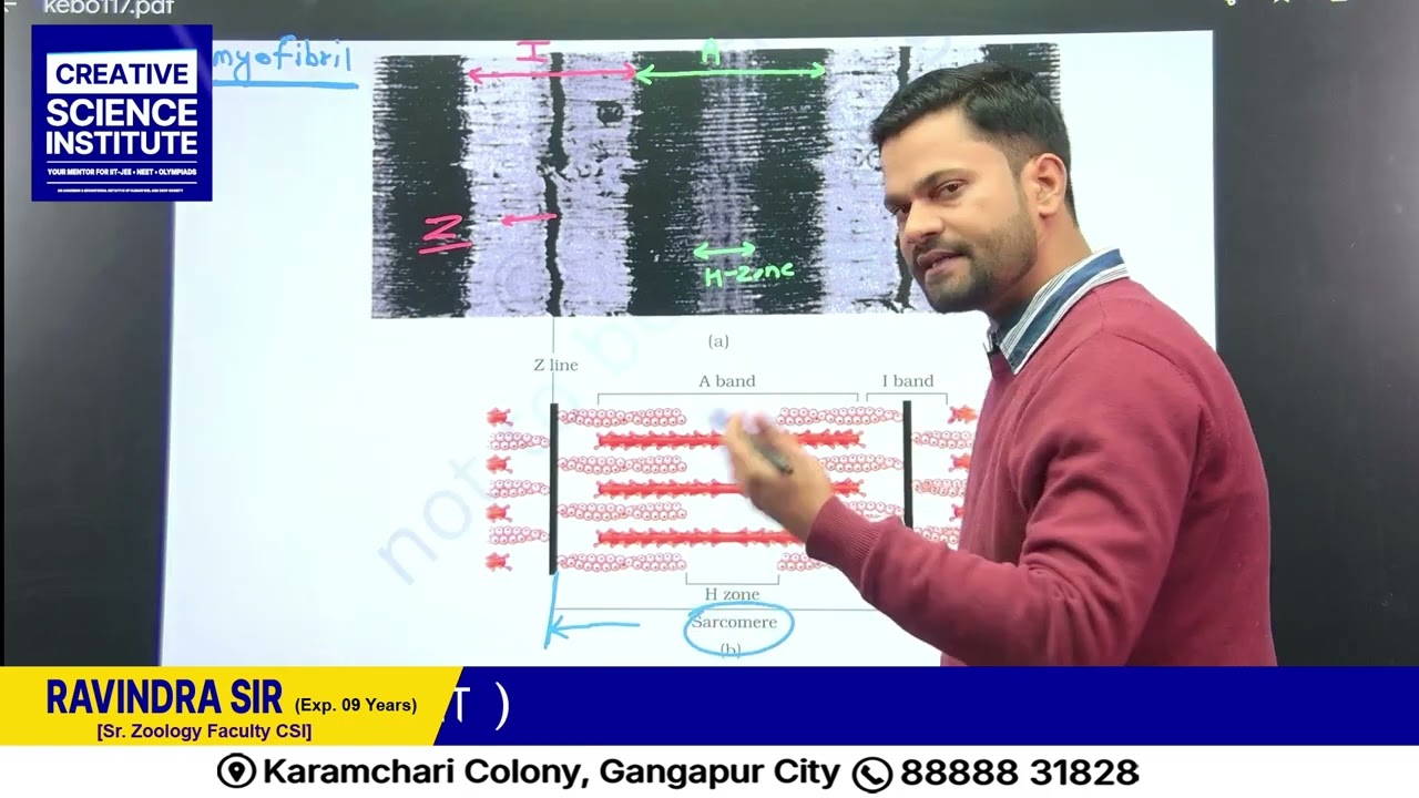 Structure of Myofibril 🔬 | Sarcomere Explained for NEET 🧠💥