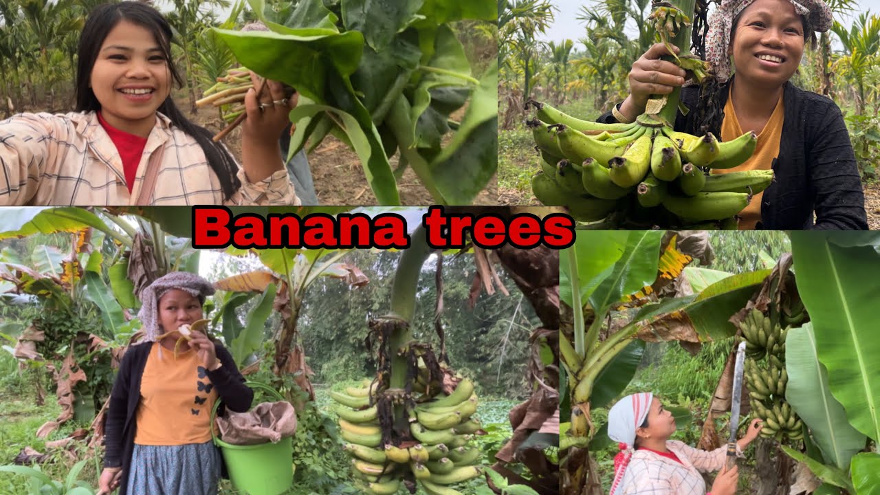 Hello Guys welcome to my new vlogs. Arunachal Pradesh 