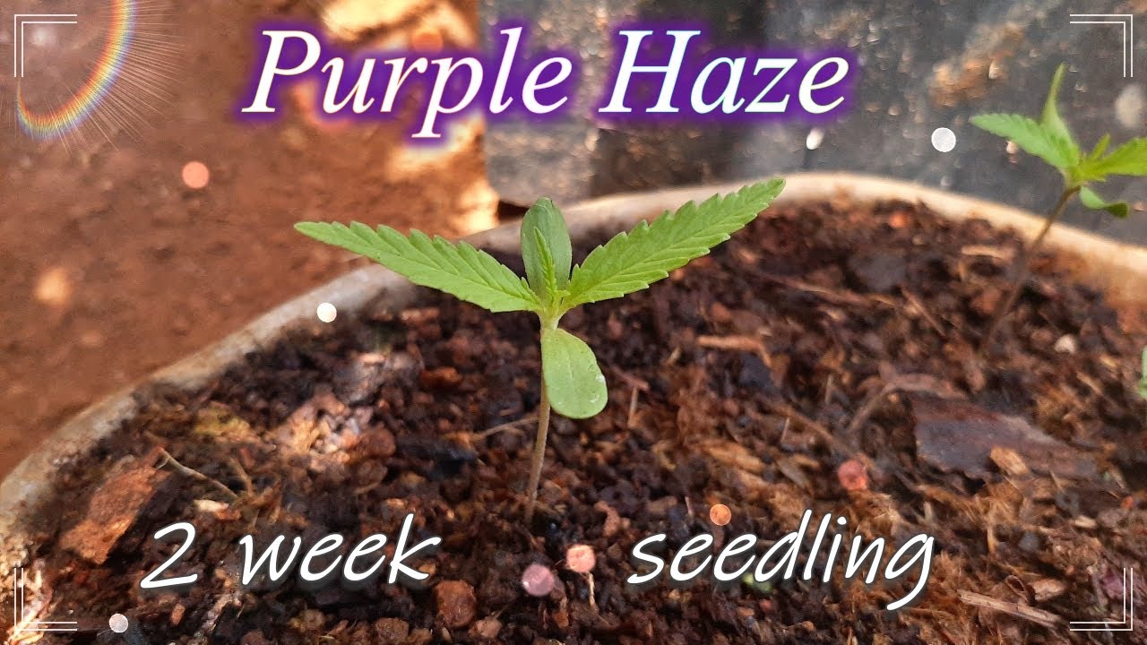 Purple Haze Seedling🌱 - Outdoor Grown | Plantation Exterieur